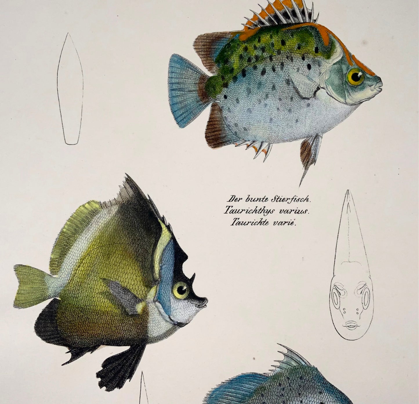 1833 Scatophagus, Drépane, poisson de récif, Schinz, folio, lithographie coloriée