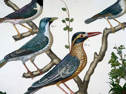 1760 Exotic Shrikes, Martinet (b1725), Brisson, hand colour, ornithology