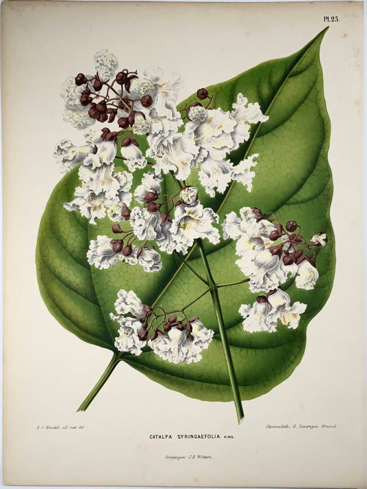 1868 Catalpa, flower, botany, folio, Wendel, fine chromolithograph