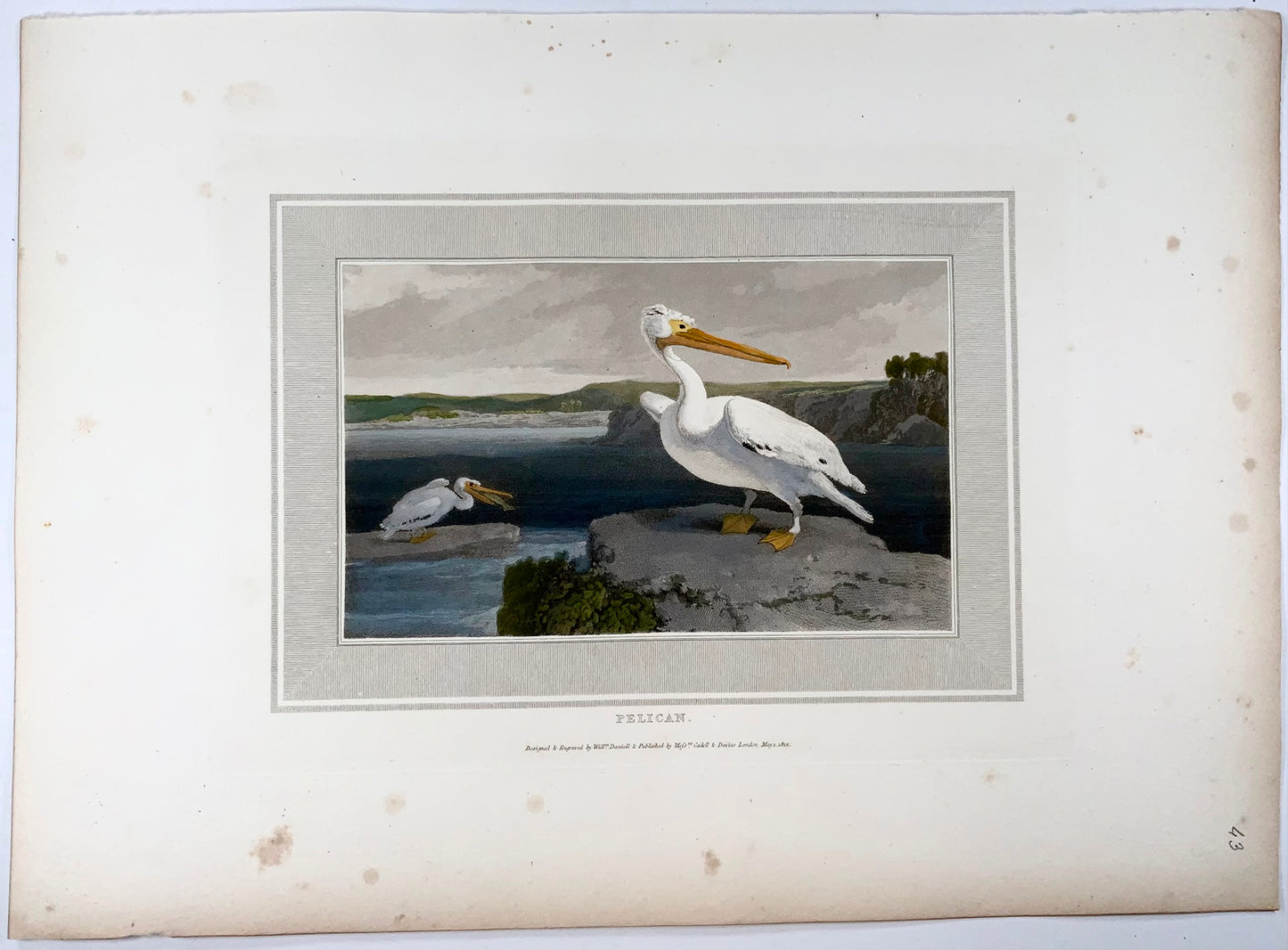 1807 William Daniell, Pelican, ornithology, hand coloured aquatint