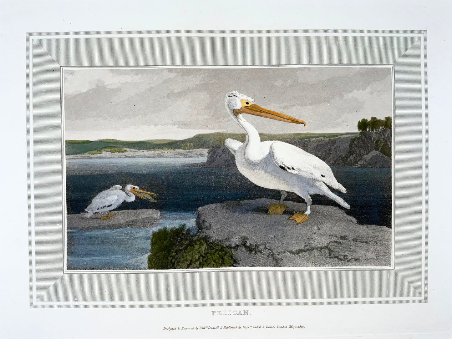 1807 William Daniell, Pelican, ornithology, hand coloured aquatint