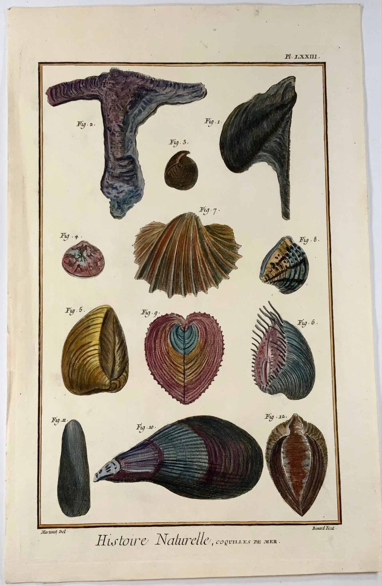 1751 Martinet, Coquilles de Mer, Coquillages, vie marine, coloriée à la main, 39 cm