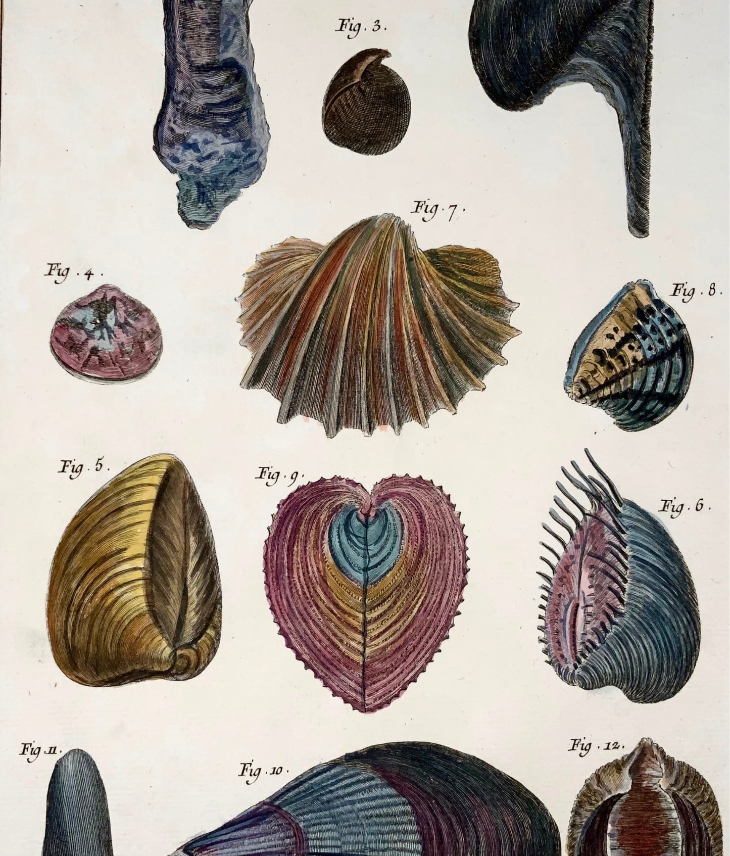 1751 Martinet, Coquilles de Mer, Coquillages, vie marine, coloriée à la main, 39 cm