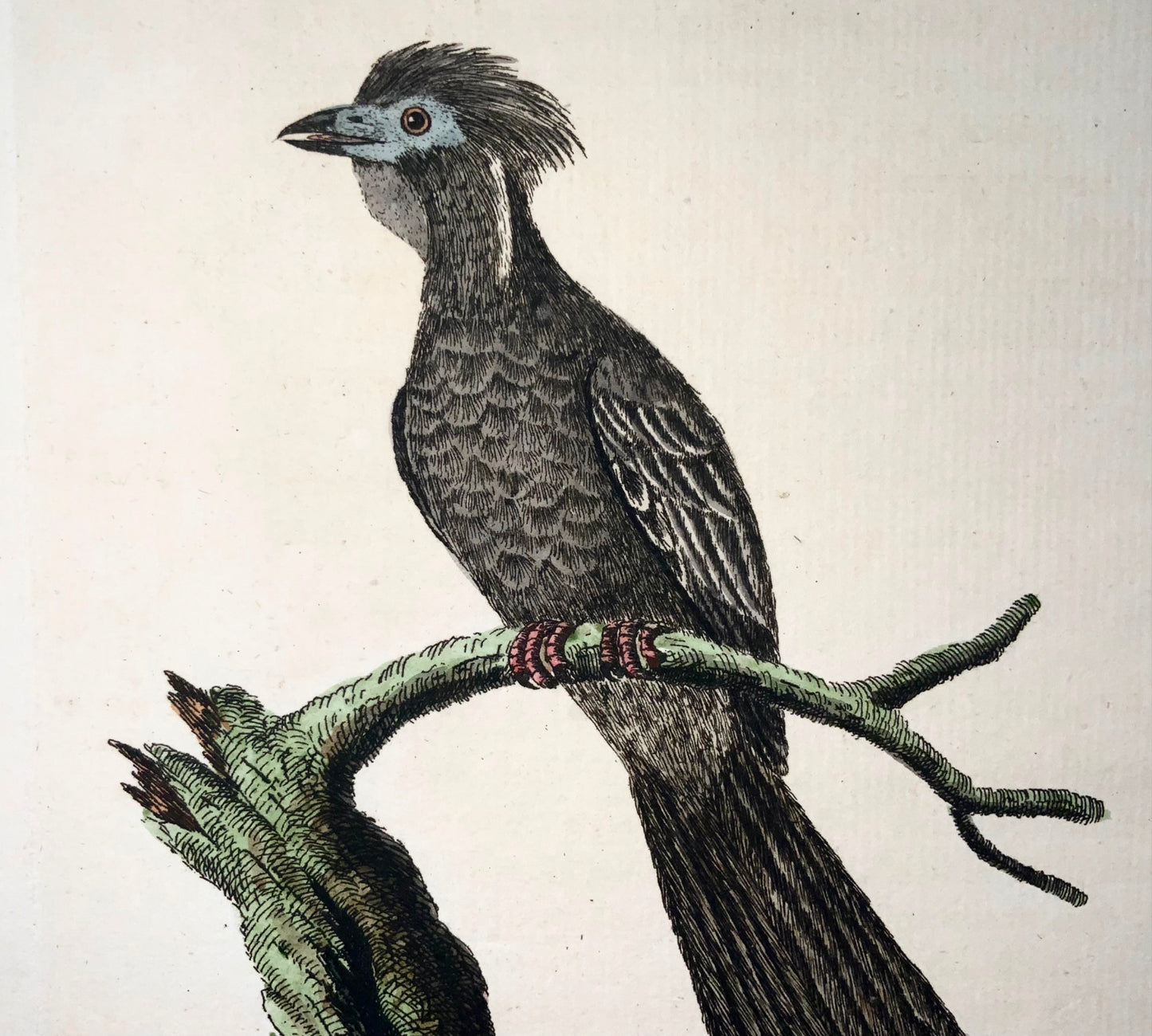 1785 Yacou, Guan, John Latham, Synopsis, ornithology, hand coloured engraving