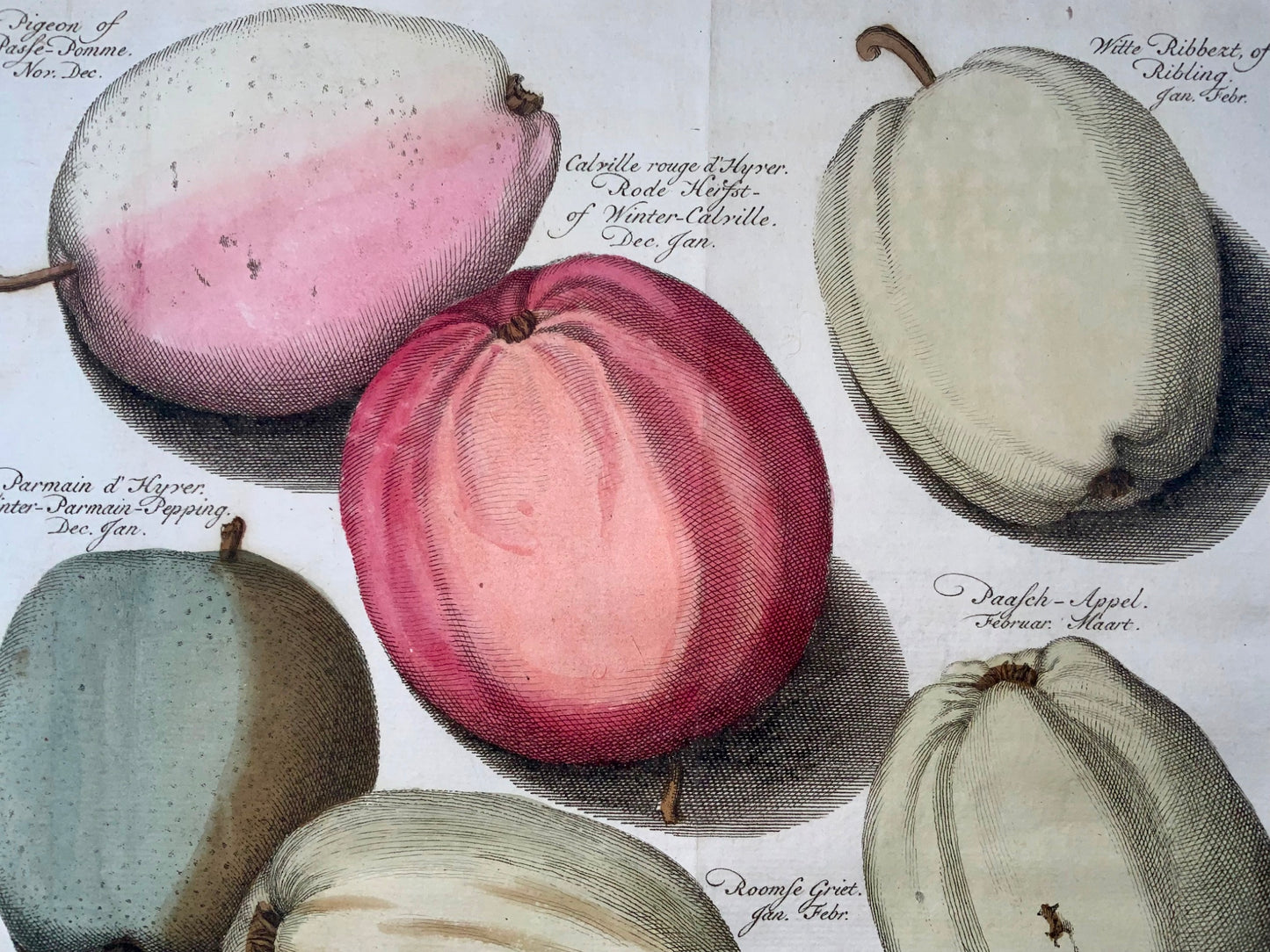 1758 Pommes, fruits, gravure sur cuivre in-folio d'après Knoop par J. Folkema, botanique 