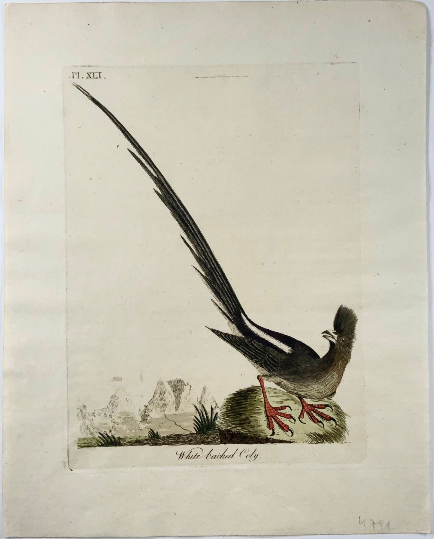 1785 Mousebird, Coly, John Latham, Synopsis, birds, hand coloured engraving