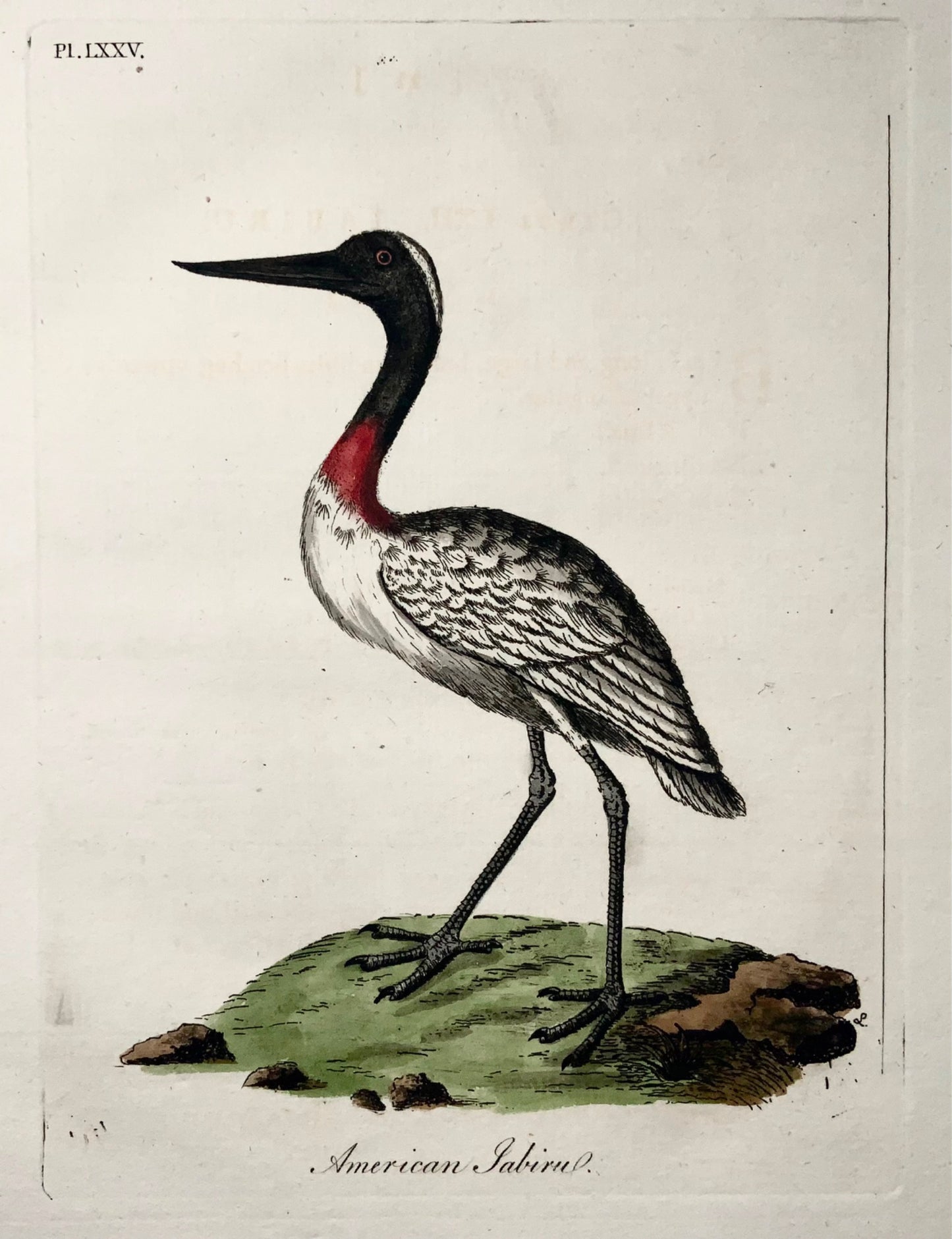 1785 American Jabiru, John Latham, Synopsis, birds, hand coloured