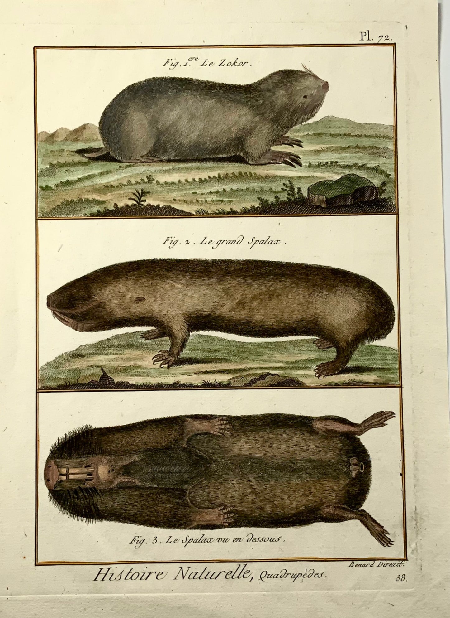 1780 c Spalax, Zokor Moles, mammifères, édition Diderot in-quarto, coloriée à la main