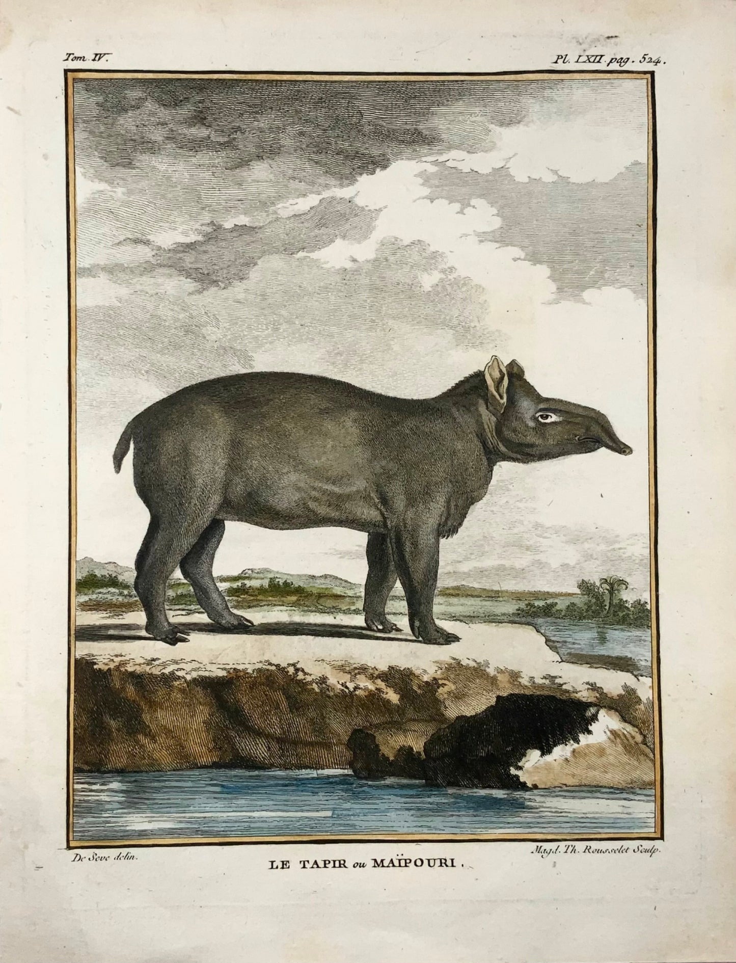 1779 Tapir ou Maipouri ; J. de Sève, Mammifère, gravure in-4