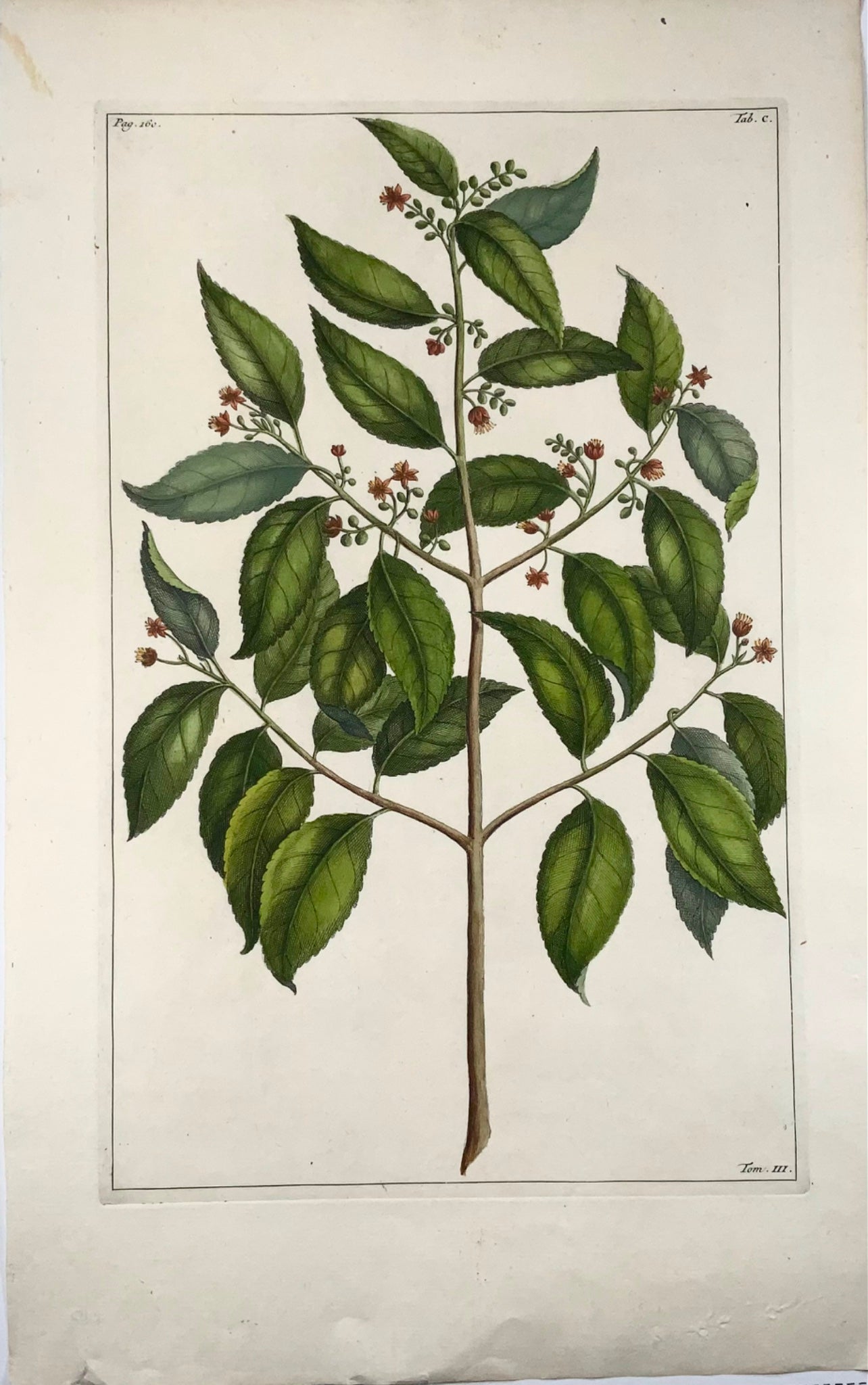 1741 Elaeocarpus Ganitrus, Rumpf, Herbarium Amboinense, couleur de la main, folio, botanique