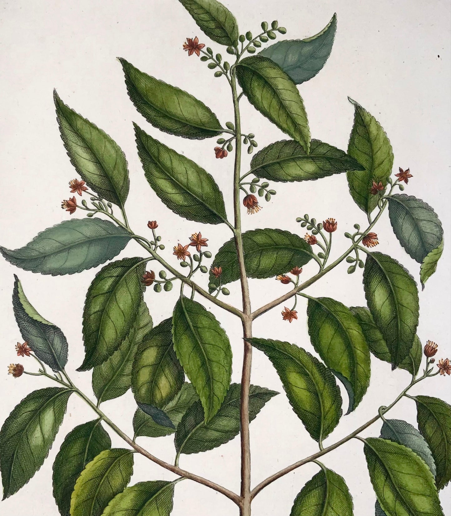 1741 Elaeocarpus Ganitrus, Rumpf, Herbarium Amboinense, couleur de la main, folio, botanique