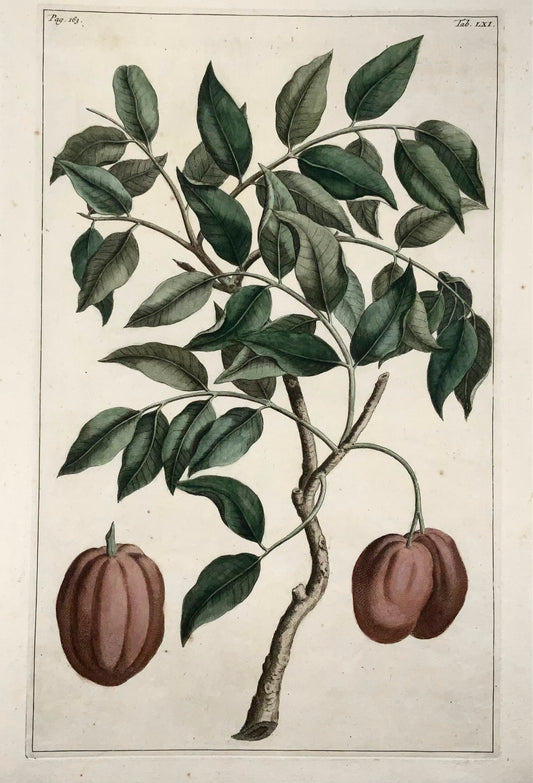 1741 Condondum Malacense, Rumpf, Herbarium Amboinense, couleur main, folio, fruit, botanique