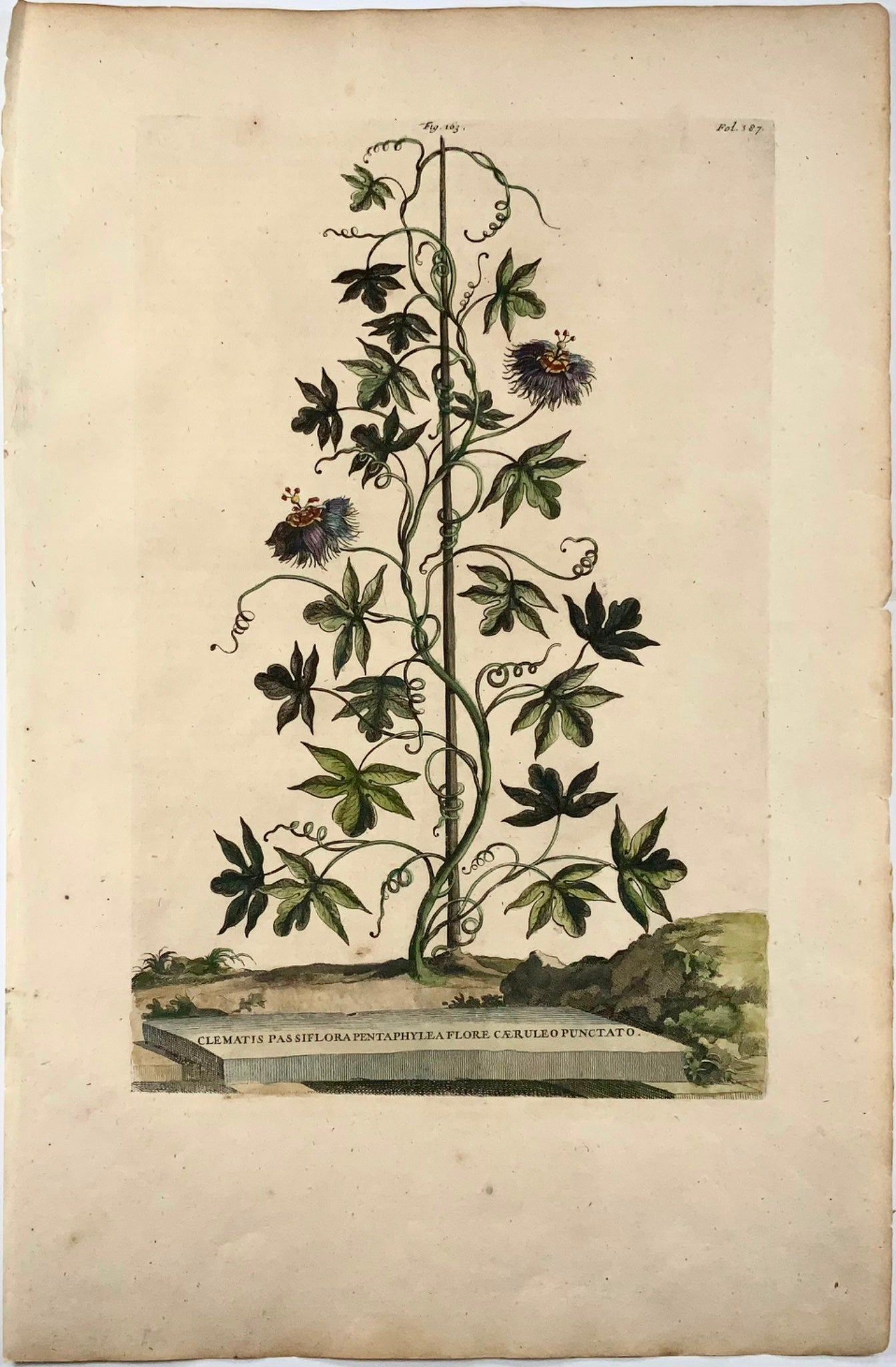 1696 Clematis Passiflora, large folio, botany, Abraham Munting, large folio