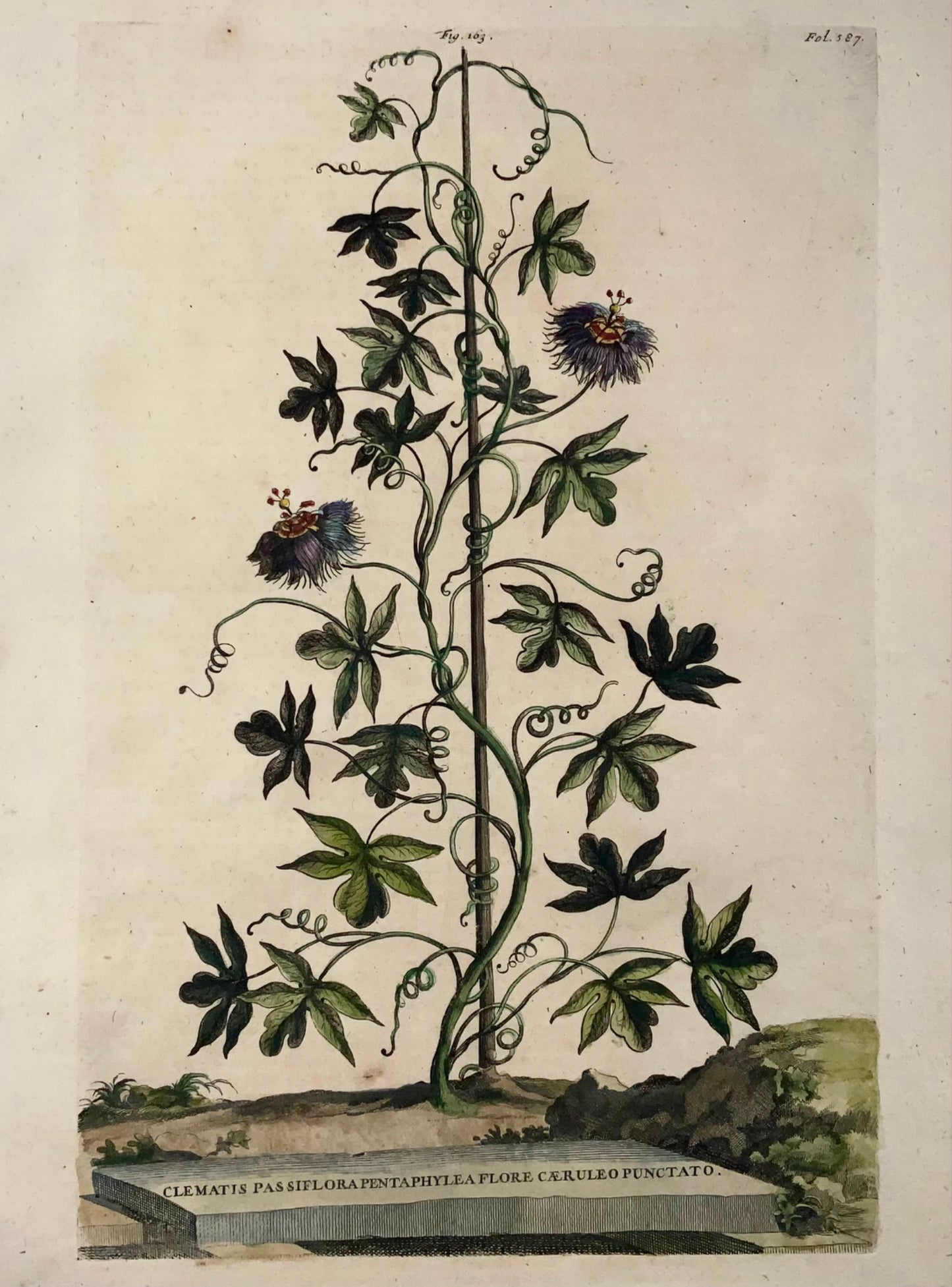 1696 Clematis Passiflora, grand folio, botanique, Abraham Munting, grand folio