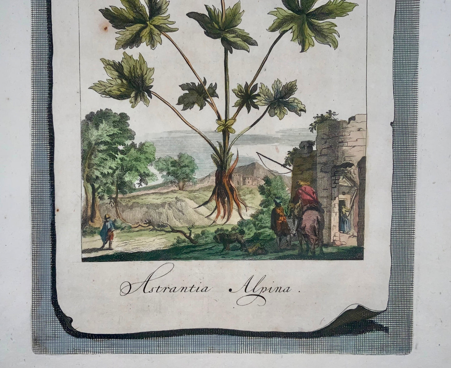 1696 Astrantia Alpina, grand folio, botanique, Abraham Munting, grand folio