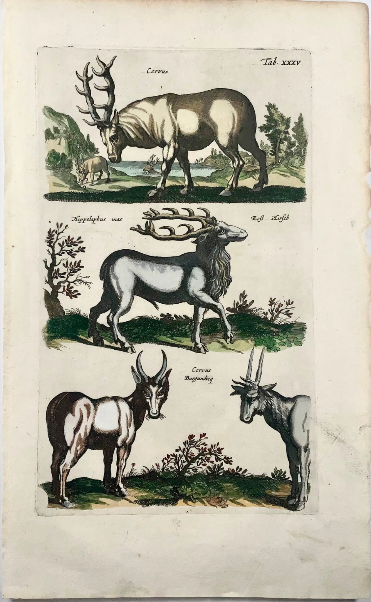 1657 Cervus, cerf Matt. Merian, in-folio, gravure coloriée à la main, mammifères