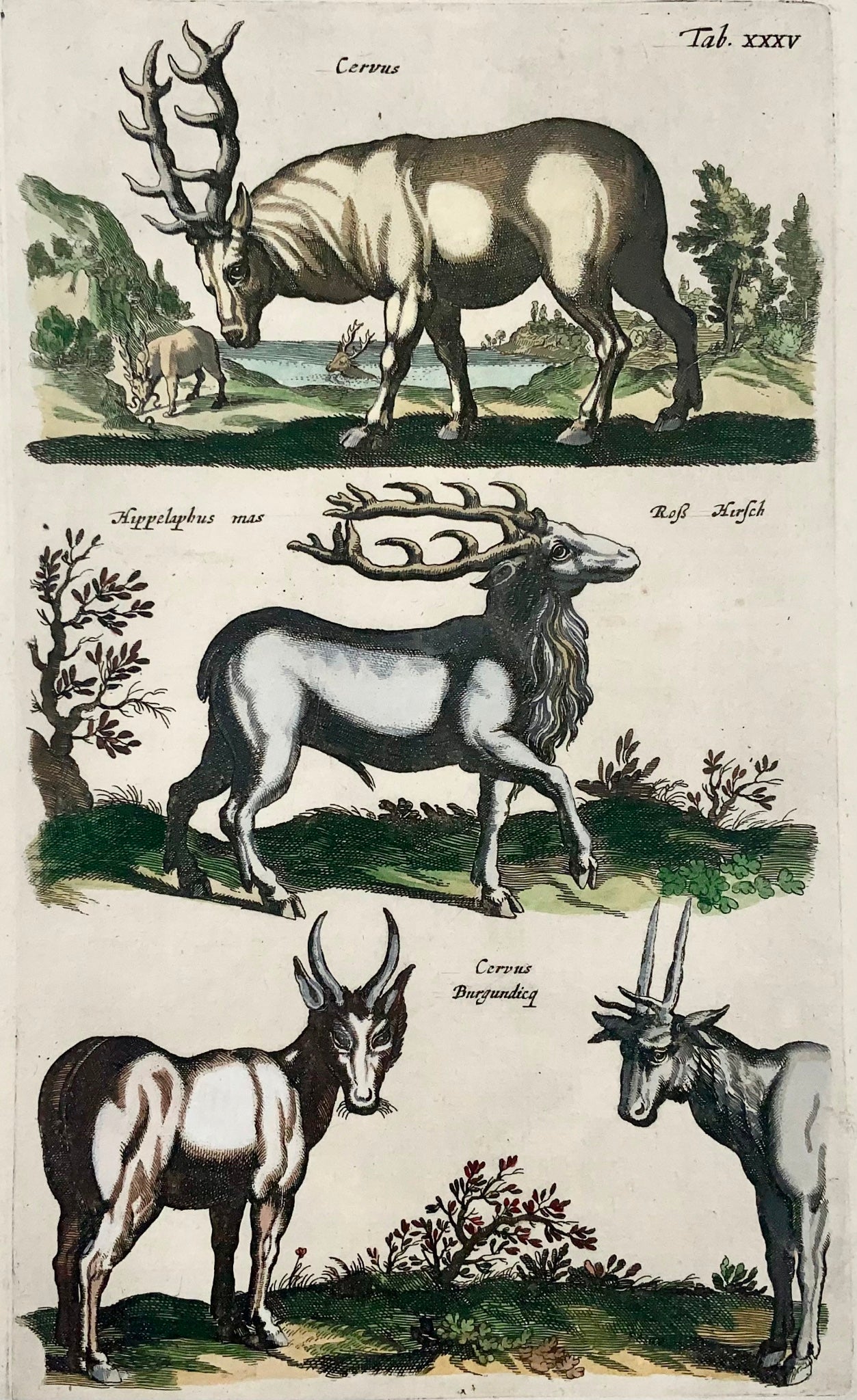 1657 Cervus, cerf Matt. Merian, in-folio, gravure coloriée à la main, mammifères