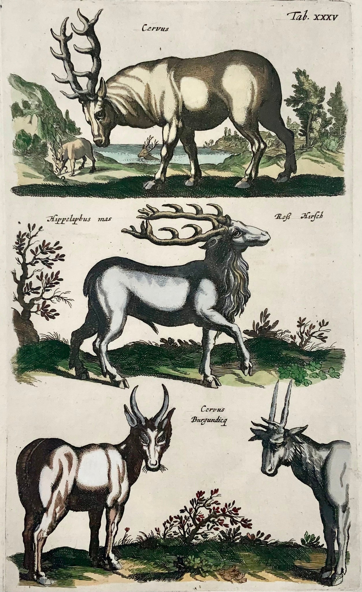 1657 Cervus, deer Matt. Merian, folio, hand coloured engraving, mammals