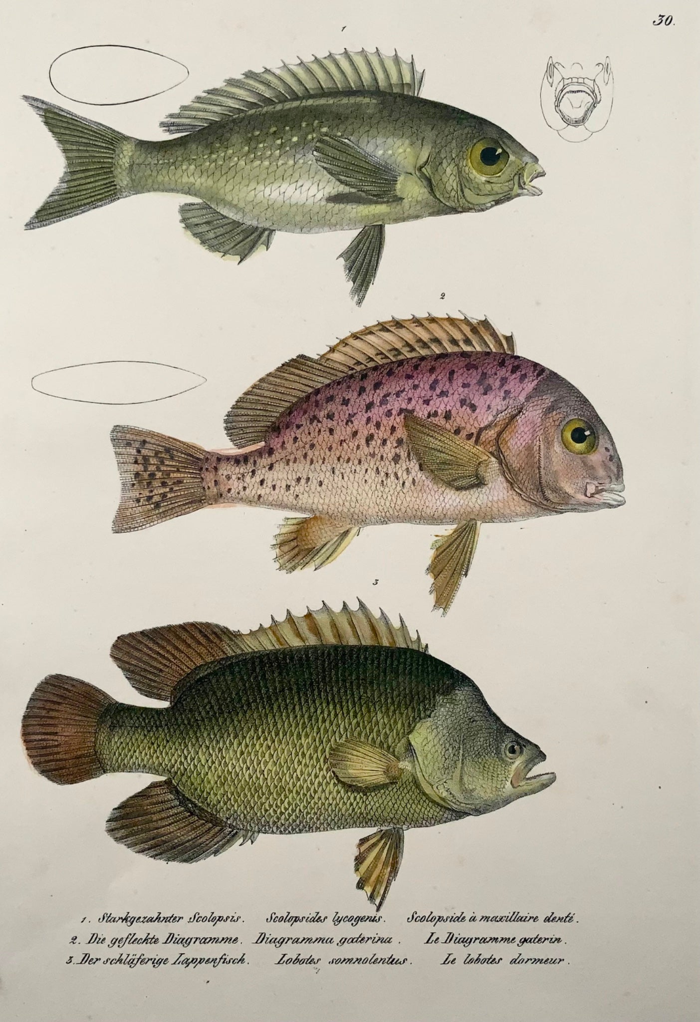 1833  Australian slatey, sweetlips, fish,  Schinz, folio, handcoloured lithograph