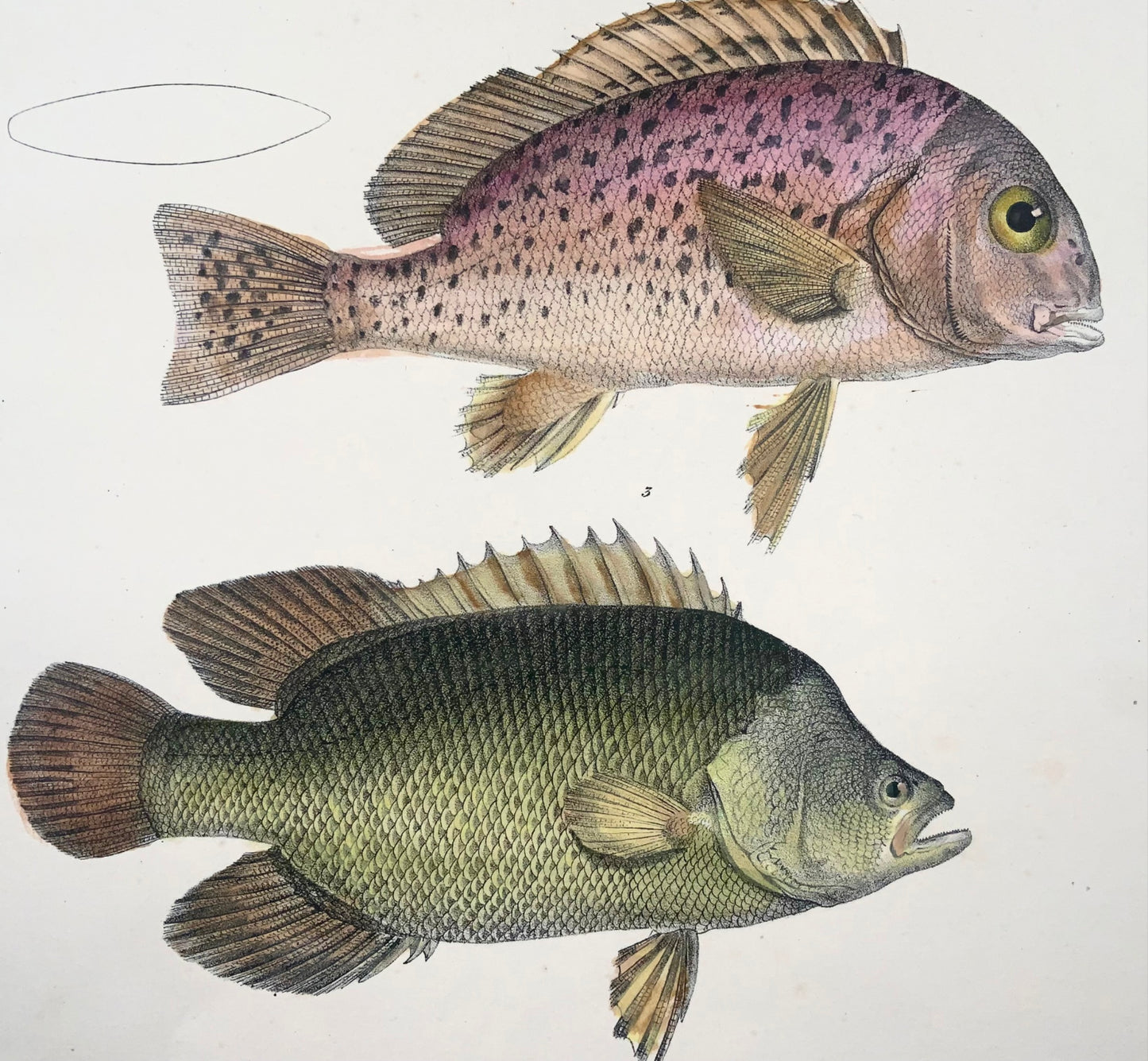 1833  Australian slatey, sweetlips, fish,  Schinz, folio, handcoloured lithograph