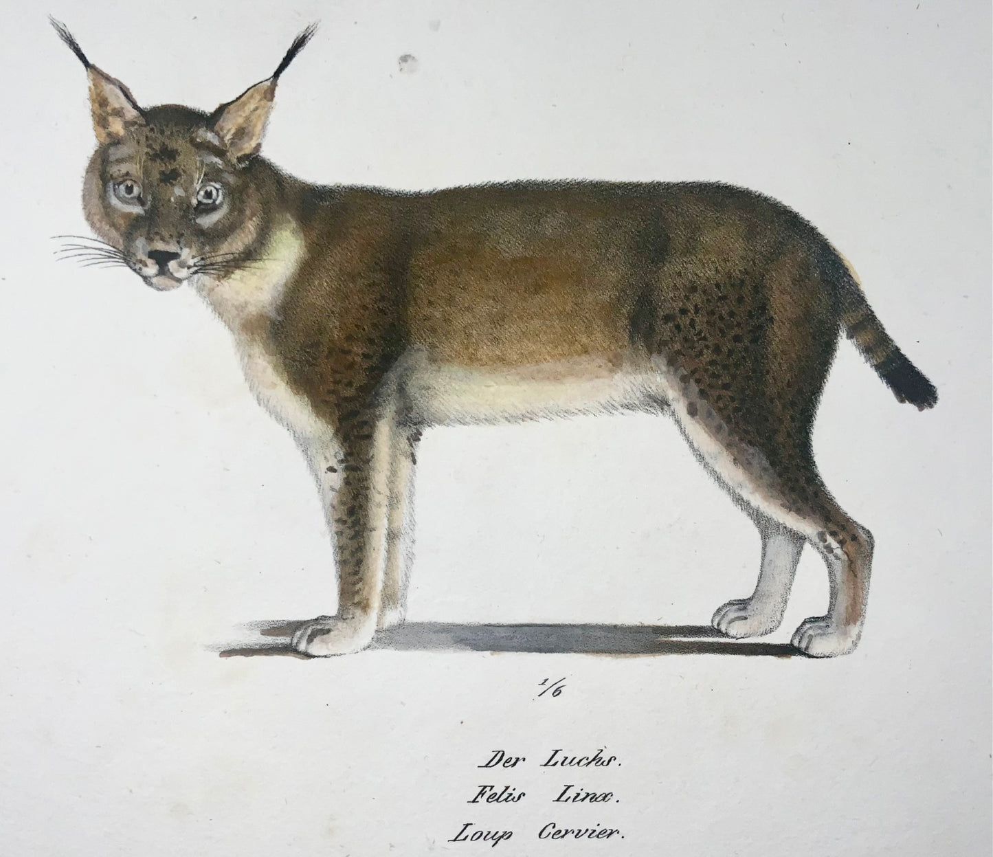 1824 Lynx, Caracal, Mammifères, KJ Brodtmann lithographie FOLIO colorée à la main