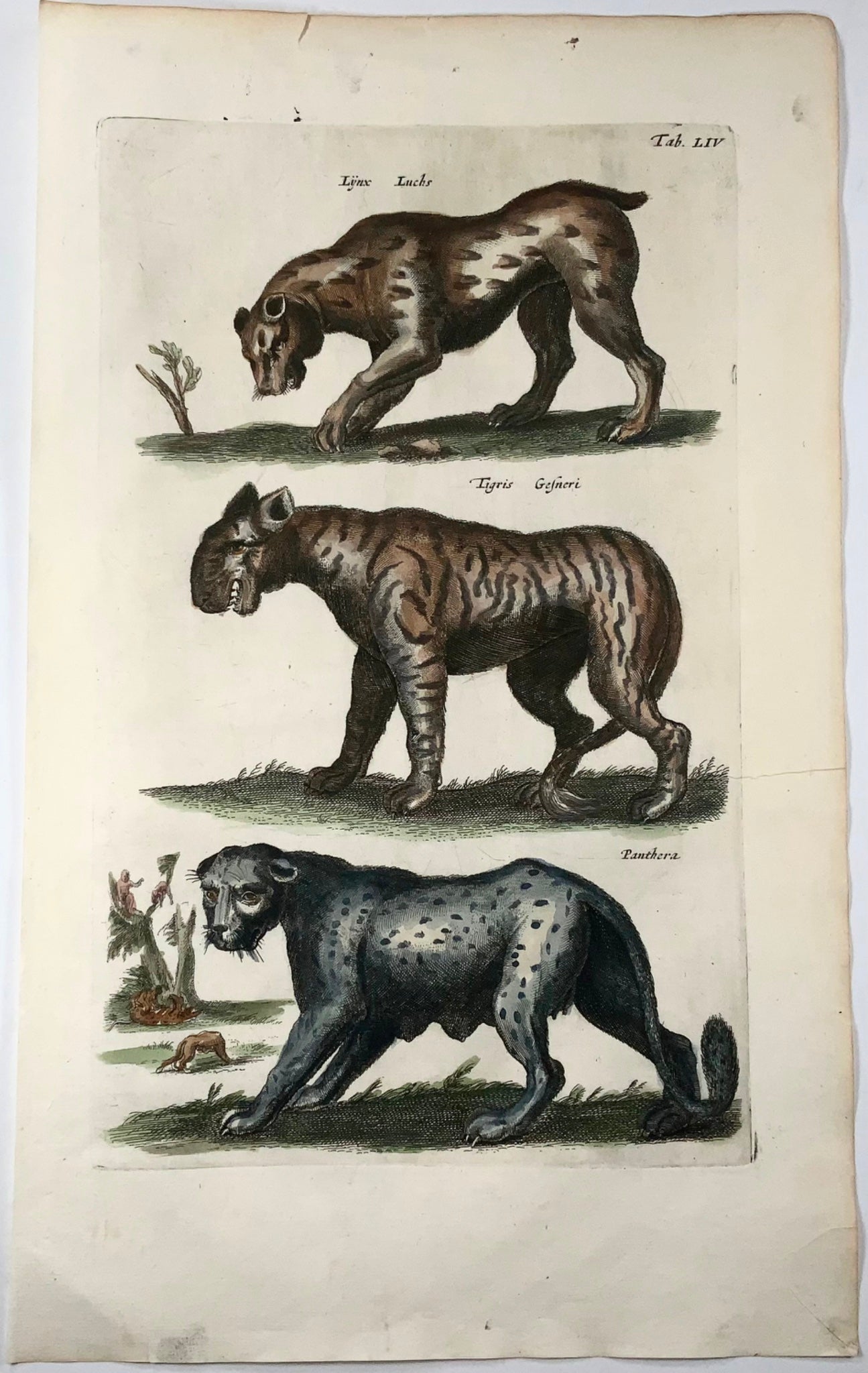 1657 Leopard, Panther, Tiger, Matt. Merian, folio handcolored engraving, mammals