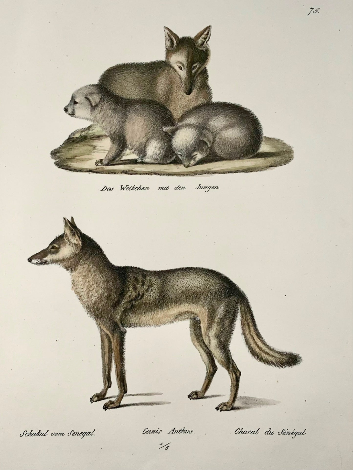 1824 Jackals, mammals, K.J. Brodtmann hand colored, folio lithograph