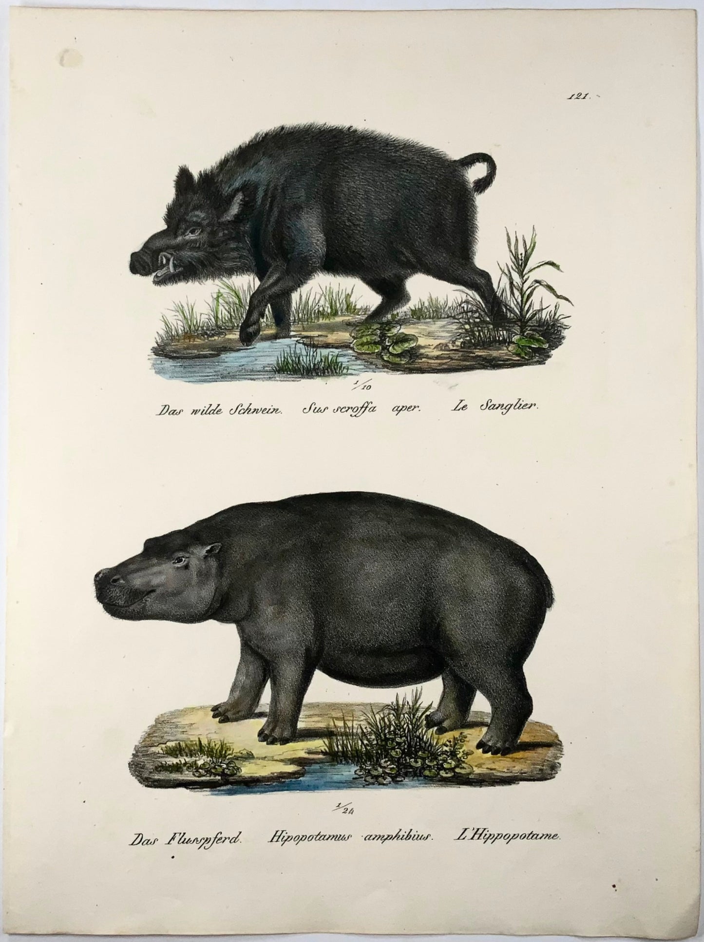 1824 Hippopotame, Boer, mammifères, KJ Brodtmann colorié à la main, lithographie in-folio