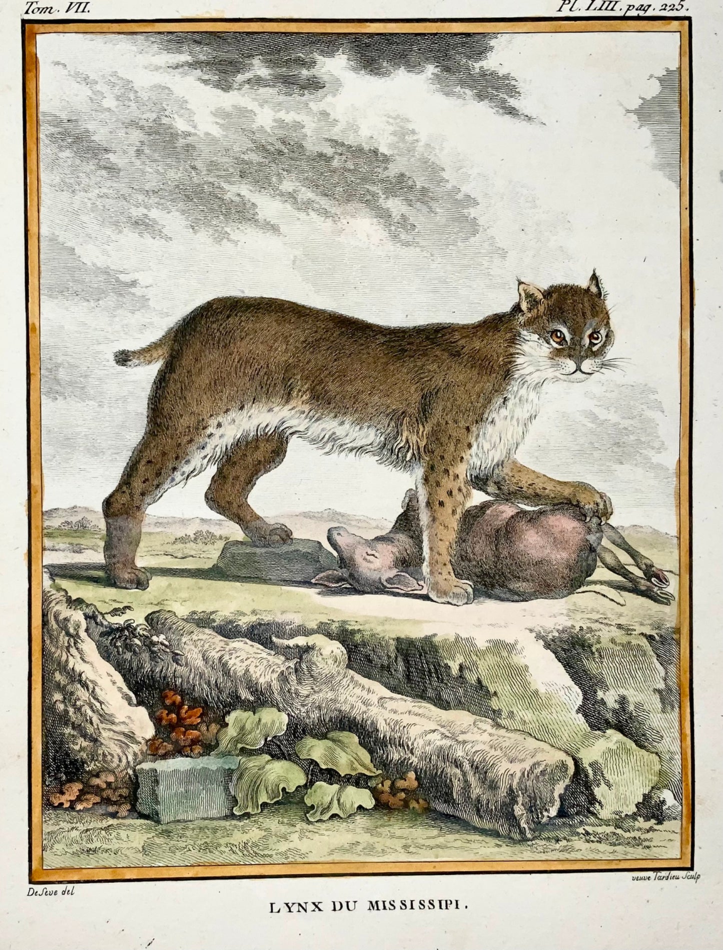 1779 ‘Mississippi’ Lynx; J. de Seve, mammal, 4to hand colouted engraving