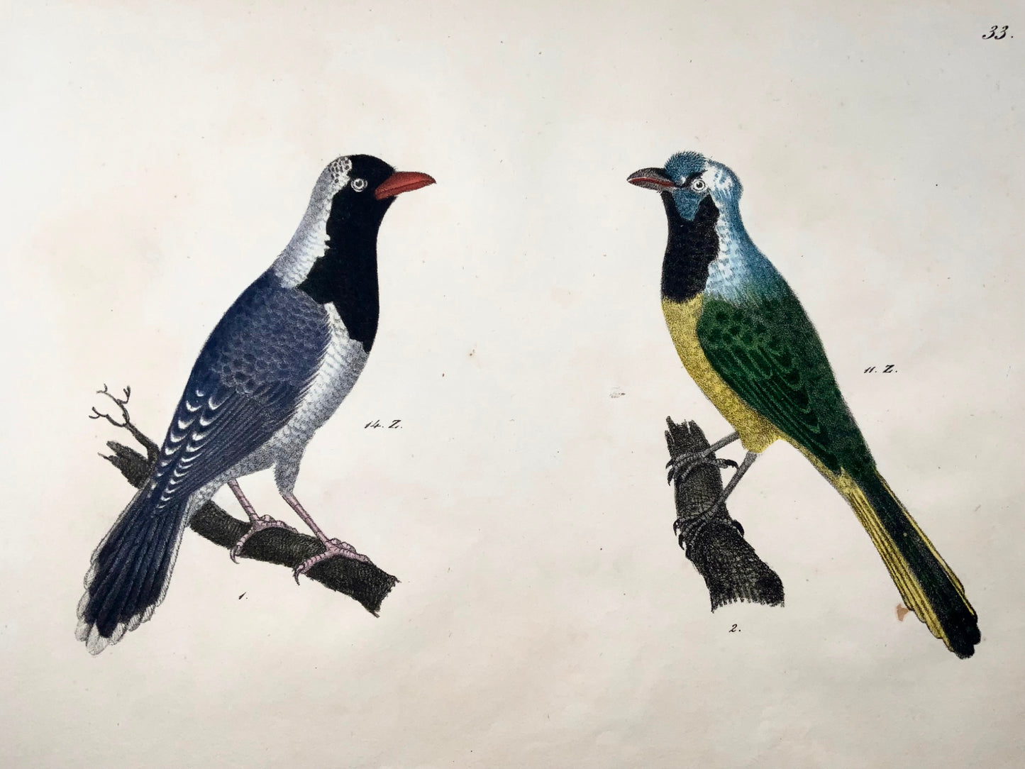 1819 Bulbuls, ornithologie, Strack, lithographie à la craie, couleur à la main