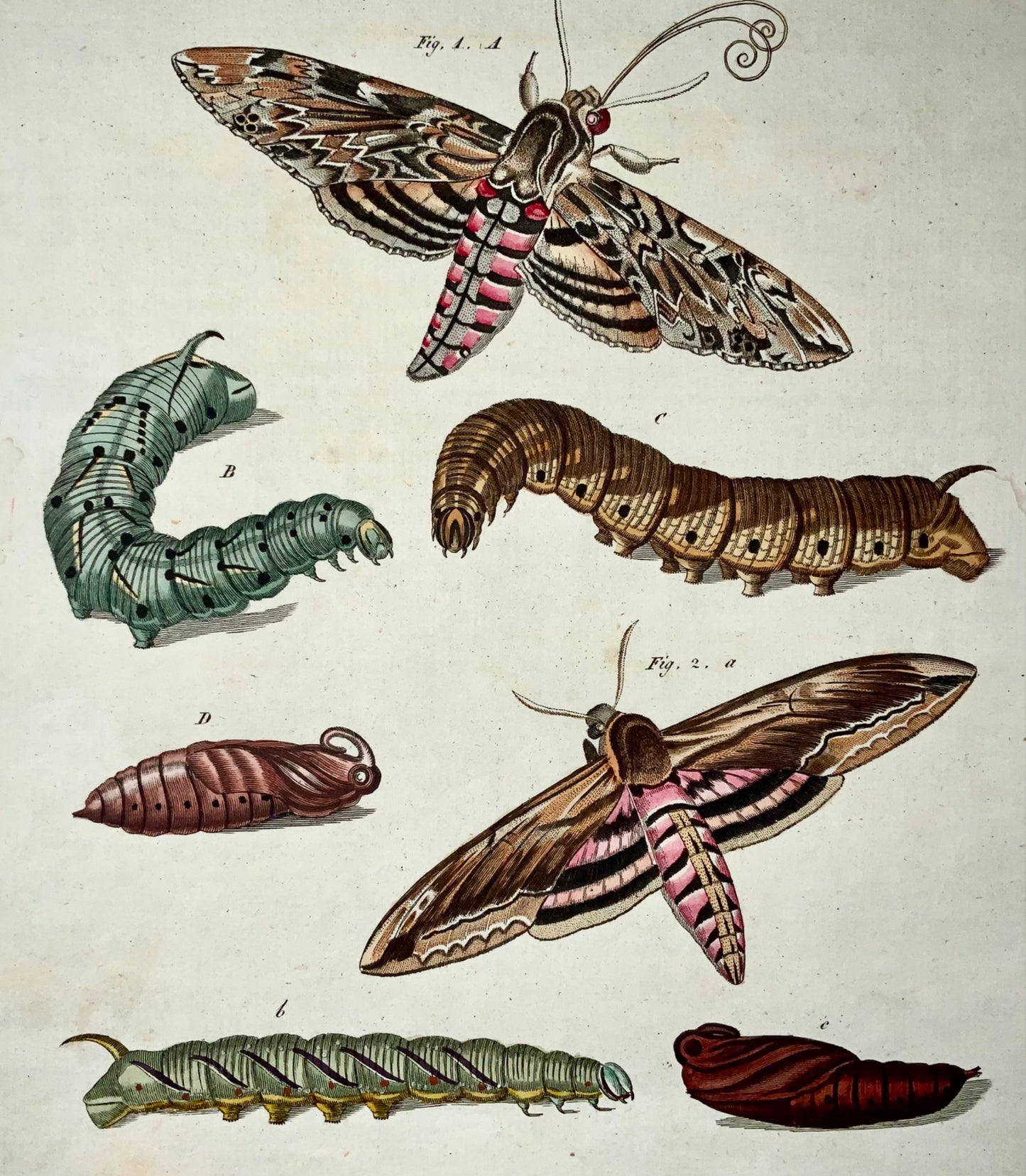 1790 Sphinx Moth, Papillons, FJ Bertuch, gravure colorée à la main 4to