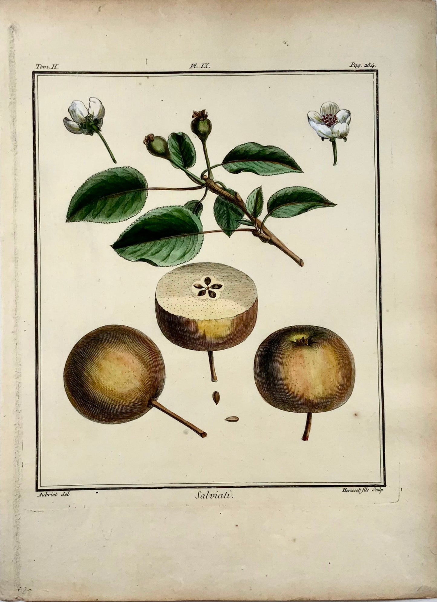 1768 Pear, fruit, Duhamel du Monceau, large quarto, hand colour,