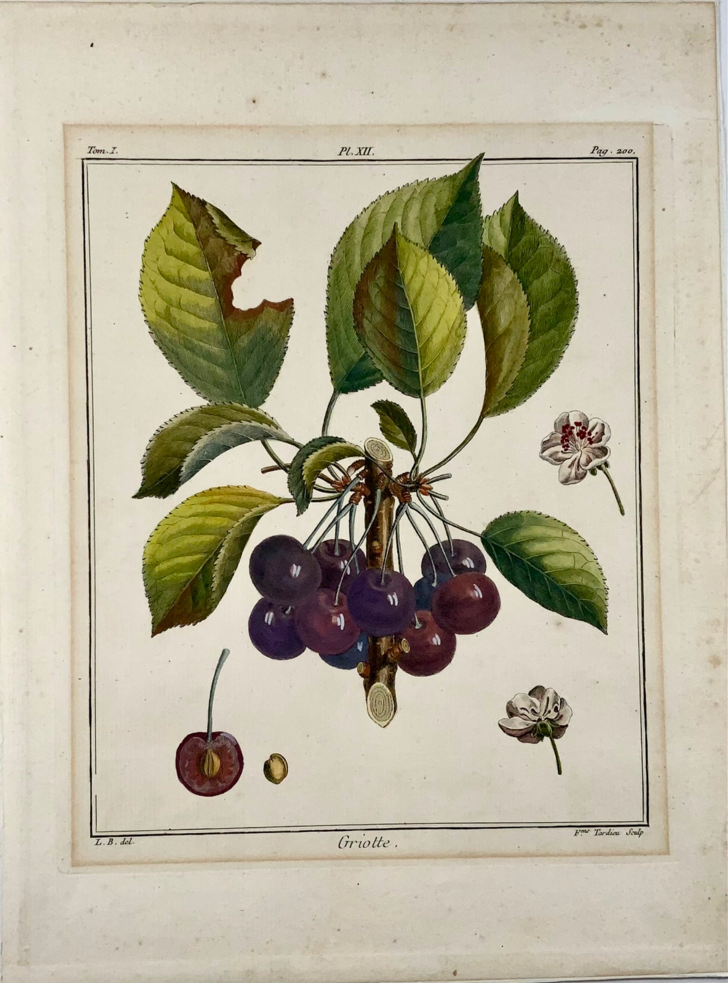 1768 Cerises, Duhamel du Monceau, grand in-4, fruit, couleur main, 