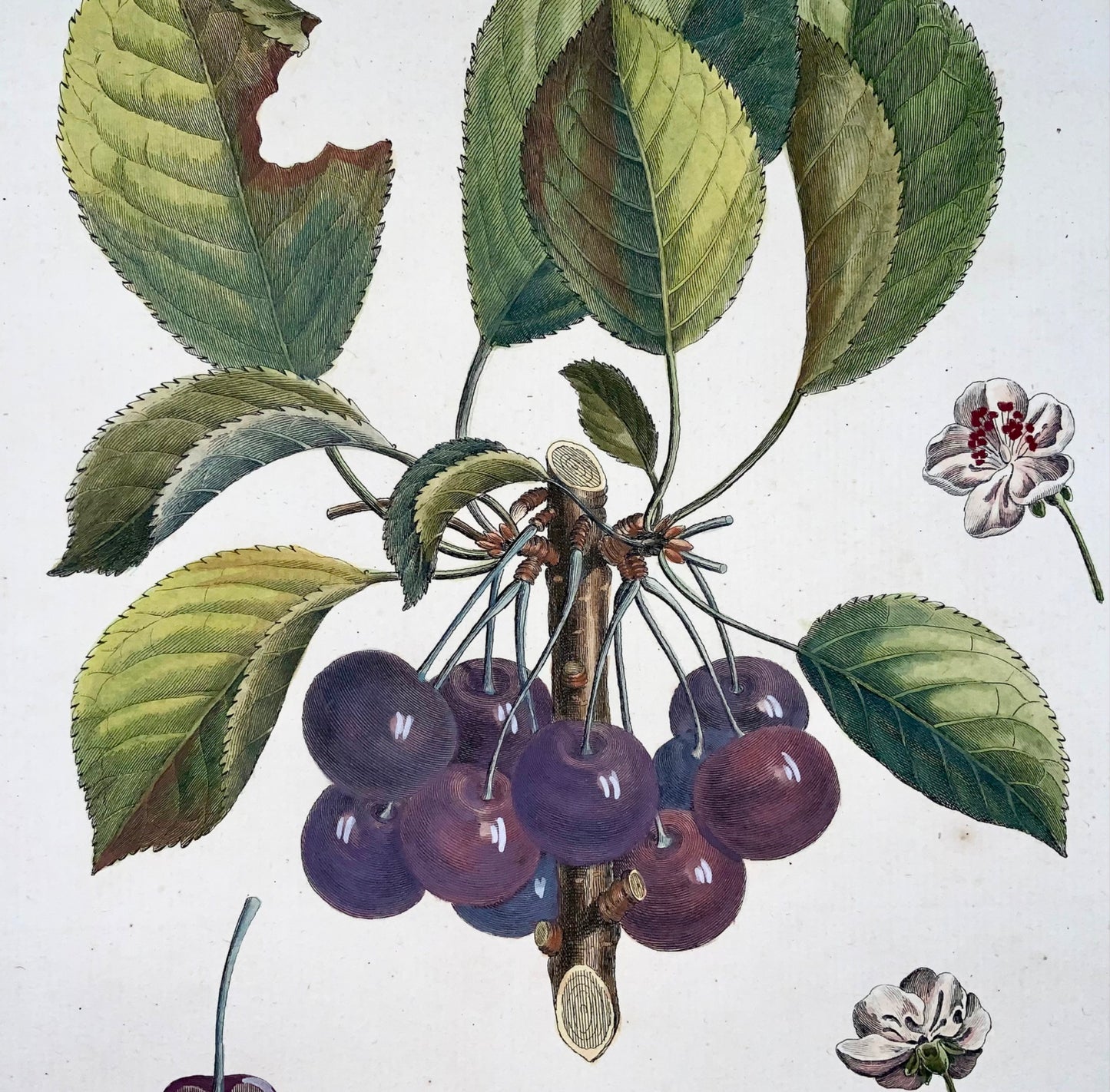 1768 Cerises, Duhamel du Monceau, grand in-4, fruit, couleur main, 