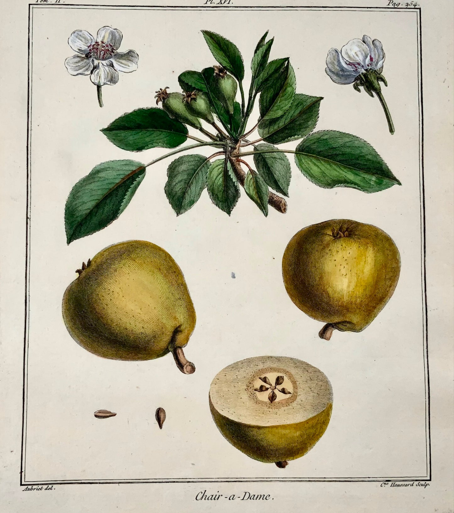 1768 Pear, Clair-Dame, fruit, Duhamel du Monceau, large quarto, hand colour,