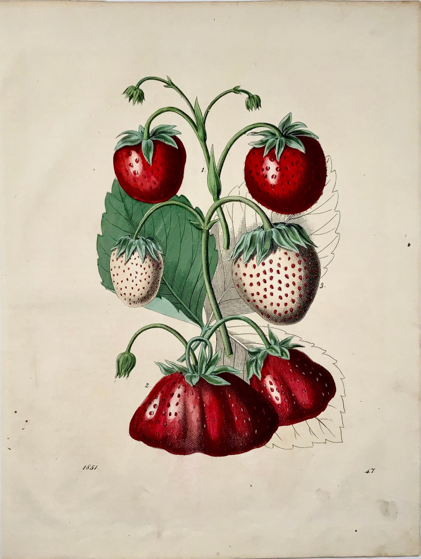 1851 Fraises, fine lithographie in-4 coloriée à la main, fruit 