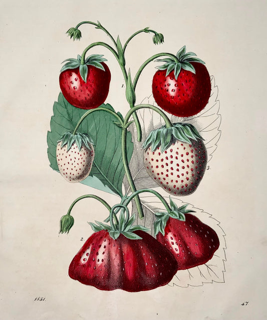 1851 Fraises, fine lithographie in-4 coloriée à la main, fruit 