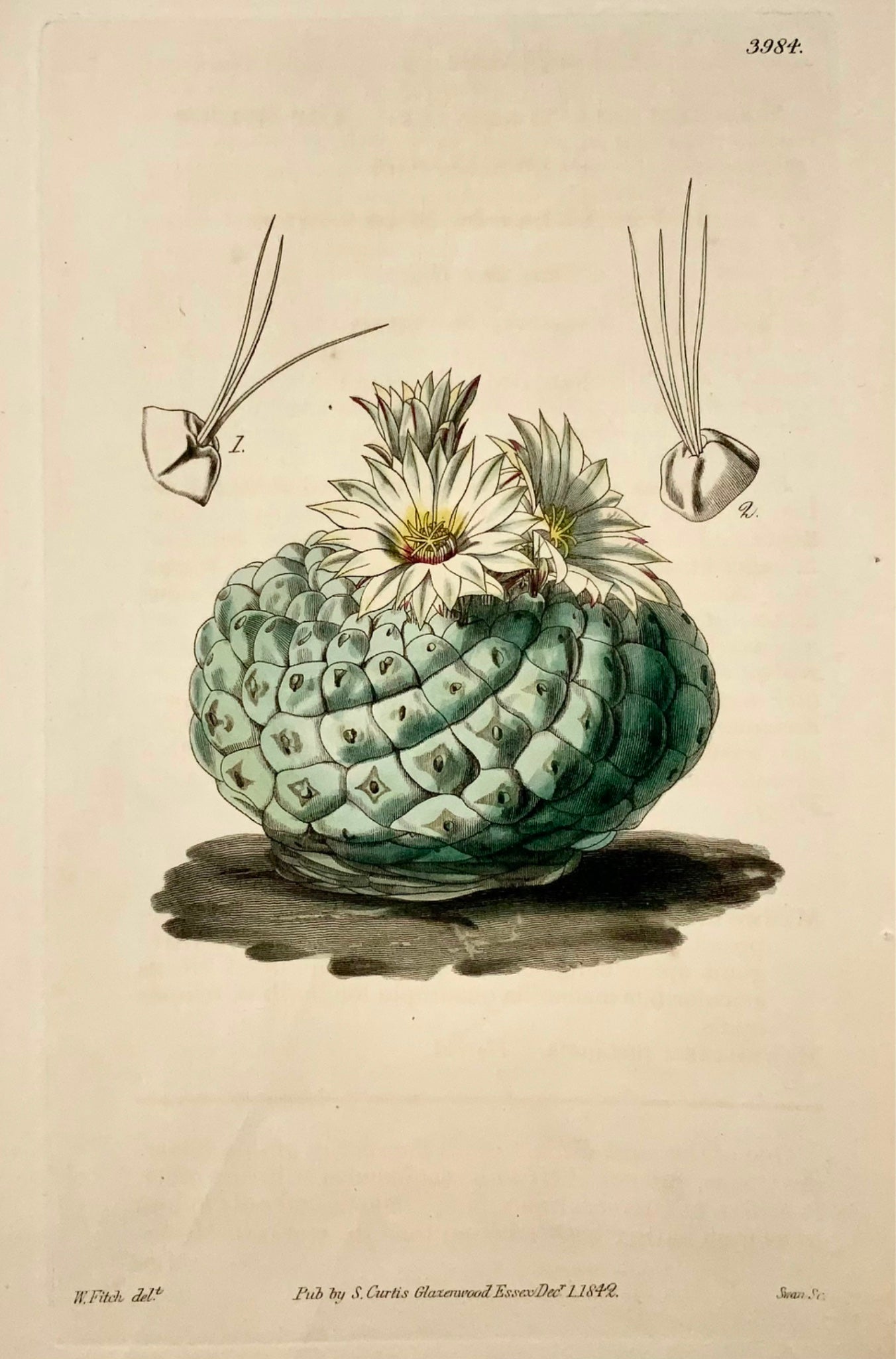 1817 Mexican Cactus, Fitch Curtis, hand coloured, botany