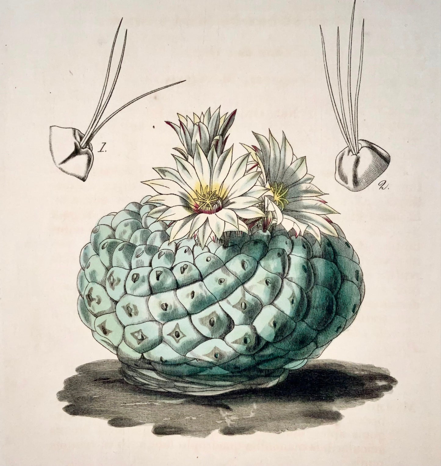 1817 Cactus mexicain, Fitch Curtis, coloré à la main, botanique