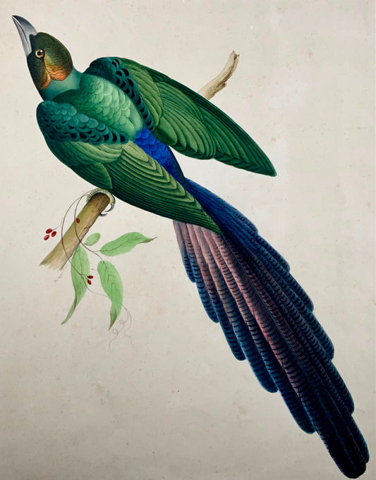 1790 ca Giuseppe Troni (1739-1810), Merle Exotique, gouache grand format, oiseau