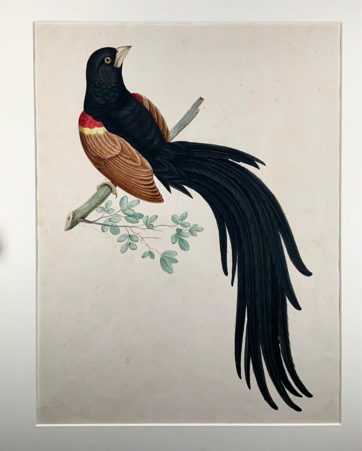 1790 ca Giuseppe Troni (1739-1810), Paradise Bird, large format gouache, bird