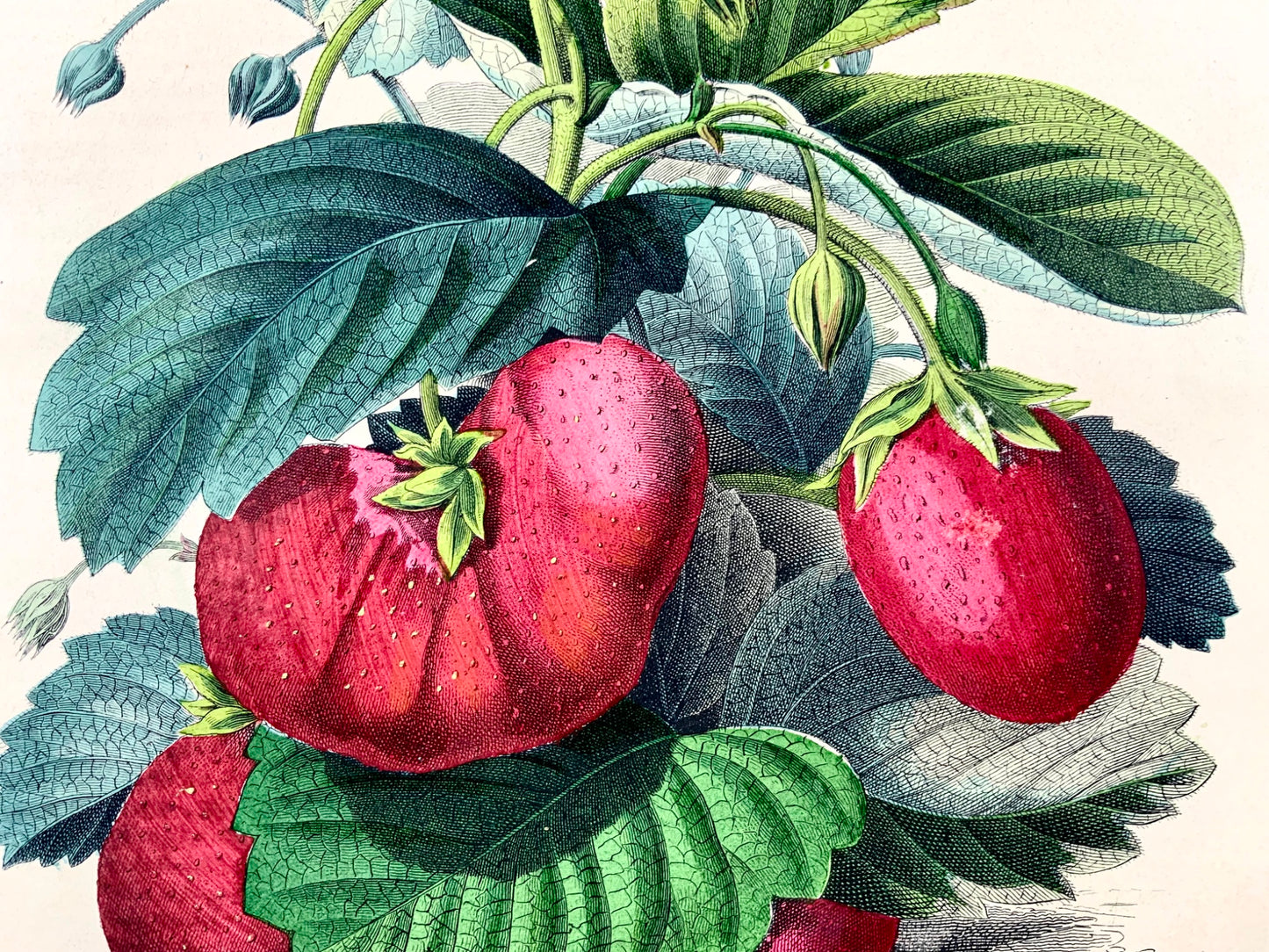 1851 Fraises, lithographie in-4 coloriée à la main, fruit 