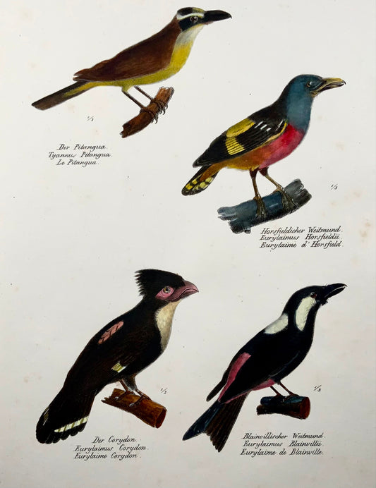 1830 Broadbills, Ornithologie Brodtmann lithographie folio colorée à la main