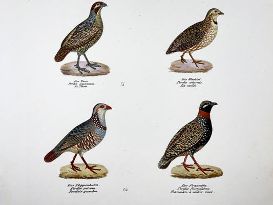 1830 Perdrix, Ornithologie Brodtmann lithographie folio colorée à la main